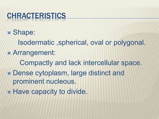 CHRACTERISTICS
 Shape:
Isodermatic ,spherical, oval or polygonal.
 Arrangement:
Compactly and lack intercellular space.
 Dense cytoplasm, large distinct and
prominent nucleous.
 Have capacity to divide.
 