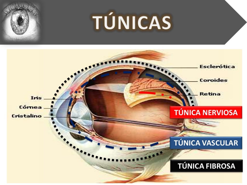 OftalmologíaTúnicas y contenido