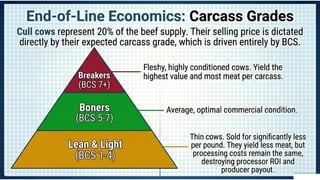 Body Condition Score of Dairy and Beef Cattle | PPTX