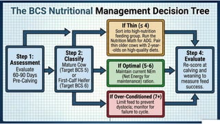 Body Condition Score of Dairy and Beef Cattle | PPTX