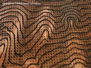 Olive grove, Tunisia Aerial Agriculture 