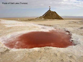 Pools of Salt Lake (Tunisia) 