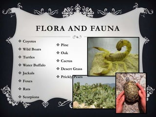 FLORA AND FAUNA
 Coyotes
                   Pine
 Wild Boars
                   Oak
 Turtles
                   Cactus
 Water Buffalo
                   Desert Grass
 Jackals
                   Prickly Pears
 Foxes

 Rats

 Scorpions
 