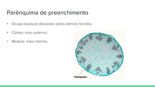 Parênquima de preenchimento
• Ocupa espaços deixados pelos demais tecidos;
• Córtex: mais externo;
• Medula: mais interno;
 