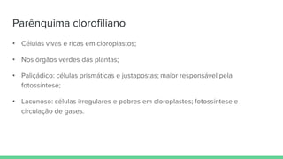 Parênquima clorofiliano
• Células vivas e ricas em cloroplastos;
• Nos órgãos verdes das plantas;
• Paliçádico: células prismáticas e justapostas; maior responsável pela
fotossíntese;
• Lacunoso: células irregulares e pobres em cloroplastos; fotossíntese e
circulação de gases.
 