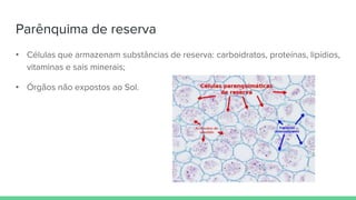 Parênquima de reserva
• Células que armazenam substâncias de reserva: carboidratos, proteínas, lipídios,
vitaminas e sais minerais;
• Órgãos não expostos ao Sol.
 