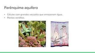 Parênquima aquífero
• Células com grandes vacúolos que armazenam água;
• Plantas xerófitas.
 