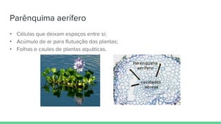 Parênquima aerífero
• Células que deixam espaços entre si;
• Acúmulo de ar para flutuação das plantas;
• Folhas e caules de plantas aquáticas.
 