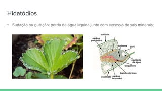 Hidatódios
• Sudação ou gutação: perda de água líquida junto com excesso de sais minerais;
 