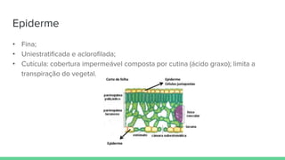 Epiderme
• Fina;
• Uniestratificada e aclorofilada;
• Cutícula: cobertura impermeável composta por cutina (ácido graxo); limita a
transpiração do vegetal.
 