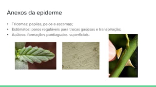 Anexos da epiderme
• Tricomas: papilas, pelos e escamas;
• Estômatos: poros reguláveis para trocas gasosas e transpiração;
• Acúleos: formações pontiagudas, superficiais.
 