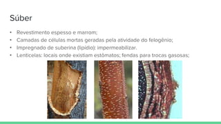 Súber
• Revestimento espesso e marrom;
• Camadas de células mortas geradas pela atividade do felogênio;
• Impregnado de suberina (lipídio): impermeabilizar.
• Lenticelas: locais onde existiam estômatos; fendas para trocas gasosas;
 
