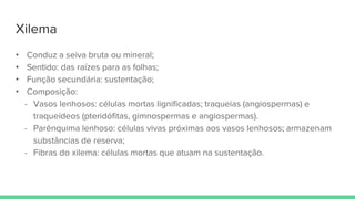 Xilema
• Conduz a seiva bruta ou mineral;
• Sentido: das raízes para as folhas;
• Função secundária: sustentação;
• Composição:
- Vasos lenhosos: células mortas lignificadas; traqueias (angiospermas) e
traqueídeos (pteridófitas, gimnospermas e angiospermas).
- Parênquima lenhoso: células vivas próximas aos vasos lenhosos; armazenam
substâncias de reserva;
- Fibras do xilema: células mortas que atuam na sustentação.
 