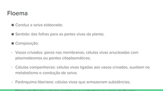 Floema
● Conduz a seiva elaborada;
● Sentido: das folhas para as partes vivas da planta;
● Composição:
- Vasos crivados: poros nas membranas; células vivas anucleadas com
plasmodesmos ou pontes citoplasmáticas;
- Células companheiras: células vivas ligadas aos vasos crivados, auxiliam no
metabolismo e condução de seiva;
- Parênquima liberiano: células vivas que armazenam substâncias;
 