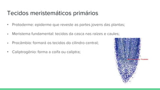 Tecidos meristemáticos primários
• Protoderme: epiderme que reveste as partes jovens das plantas;
• Meristema fundamental: tecidos da casca nas raízes e caules;
• Procâmbio: formará os tecidos do cilindro central;
• Caliptrogênio: forma a coifa ou caliptra;
 