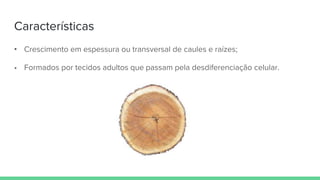 Características
• Crescimento em espessura ou transversal de caules e raízes;
• Formados por tecidos adultos que passam pela desdiferenciação celular.
 