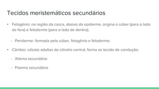 Tecidos meristemáticos secundários
• Felogênio: na região da casca, abaixo da epiderme, origina o súber (para o lado
de fora) e feloderme (para o lado de dentro);
- Periderme: formada pelo súber, felogênio e feloderme;
• Câmbio: células adultas do cilindro central, forma os tecido de condução;
- Xilema secundário
- Floema secundário
 
