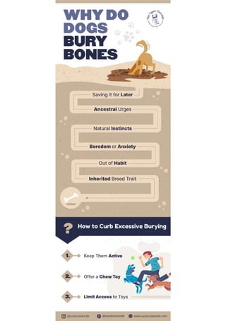 Why do dogs bury bones
