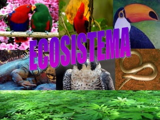 ECOSISTEMA 