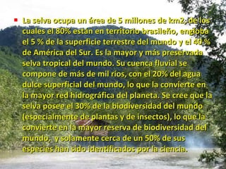 La selva ocupa un área de 5 millones de km2, de los cuales el 80% están en territorio brasileño, engloba el 5 % de la superficie terrestre del mundo y el 40 % de América del Sur. Es la mayor y más preservada selva tropical del mundo. Su cuenca fluvial se compone de más de mil ríos, con el 20% del agua dulce superficial del mundo, lo que la convierte en la mayor red hidrográfica del planeta. Se cree que la selva posee el 30% de la biodiversidad del mundo (especialmente de plantas y de insectos), lo que la convierte en la mayor reserva de biodiversidad del mundo,  y solamente cerca de un 50% de sus especies han sido identificados por la ciencia. 