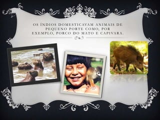 O S Í N D I O S D O M E S T I C AVA M A N I M A I S D E
P E Q U E N O P O R T E C O M O, P O R
E X E M P L O, P O R C O D O M A T O E C A P I VA R A .
 