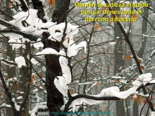 Mantén tu cabeza erguida porque tienes todo el derecho a hacerlo . Visita:  http://www.RenuevoDePlenitud.com 