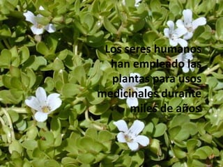 Los seres humanos han empleado las plantas para usos medicinales durante miles de años.