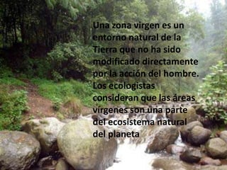 Una zona virgen es un entorno natural de la Tierra que no ha sido modificado directamente por la acción del hombre. Los ecologistas consideran que las áreas vírgenes son una parte del ecosistema natural del planeta Zonas vírgenes