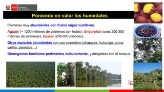 Turberas Amazónicas y Estrategia Nacional de Humedales