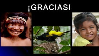 Turberas Amazónicas y Estrategia Nacional de Humedales