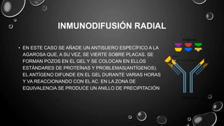 INMUNODIFUSIÓN RADIAL
• EN ESTE CASO SE AÑADE UN ANTISUERO ESPECÍFICO A LA
AGAROSA QUE, A SU VEZ, SE VIERTE SOBRE PLACAS. SE
FORMAN POZOS EN EL GEL Y SE COLOCAN EN ELLOS
ESTÁNDARES DE PROTEÍNAS Y PROBLEMAS(ANTÍGENOS).
EL ANTÍGENO DIFUNDE EN EL GEL DURANTE VARIAS HORAS
Y VA REACCIONANDO CON EL AC. EN LA ZONA DE
EQUIVALENCIA SE PRODUCE UN ANILLO DE PRECIPITACIÓN
 