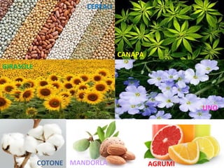 CEREALI
CANAPA
GIRASOLE
LINO
COTONE MANDORLA AGRUMI
 