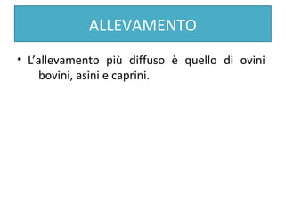 ALLEVAMENTO
• L’allevamento più diffuso è quello di ovini
bovini, asini e caprini.
 