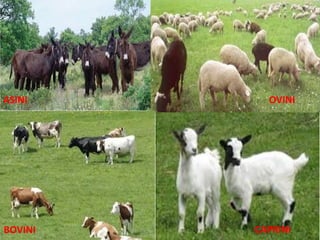 ASINI OVINI
BOVINI CAPRINI
 