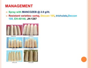 MANAGEMENT
 Spray with MANCOZEB @ 2.0 g/lit.
 Resistant varieties- sartaj, Deccan 105, trishulata,Deccan
109, EH-40146, JH-1267
 