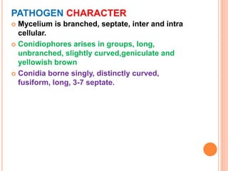 PATHOGEN CHARACTER
 Mycelium is branched, septate, inter and intra
cellular.
 Conidiophores arises in groups, long,
unbranched, slightly curved,geniculate and
yellowish brown
 Conidia borne singly, distinctly curved,
fusiform, long, 3-7 septate.
 