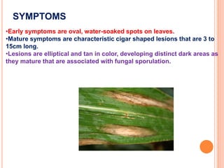 SYMPTOMS
•Early symptoms are oval, water-soaked spots on leaves.
•Mature symptoms are characteristic cigar shaped lesions that are 3 to
15cm long.
•Lesions are elliptical and tan in color, developing distinct dark areas as
they mature that are associated with fungal sporulation.
 