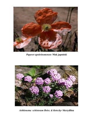 Papaver apokrinomenon- Mak japoński




Aethionema schistosum Boiss. & Kotschy- Skrzydlina
 