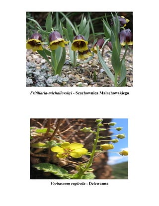 Fritillaria-michailovskyi - Szachownica Małachowskiego




           Verbascum rupicola - Dziewanna
 