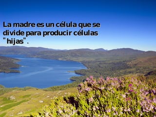 La madre es un célula que se divide para producir células "hijas".   