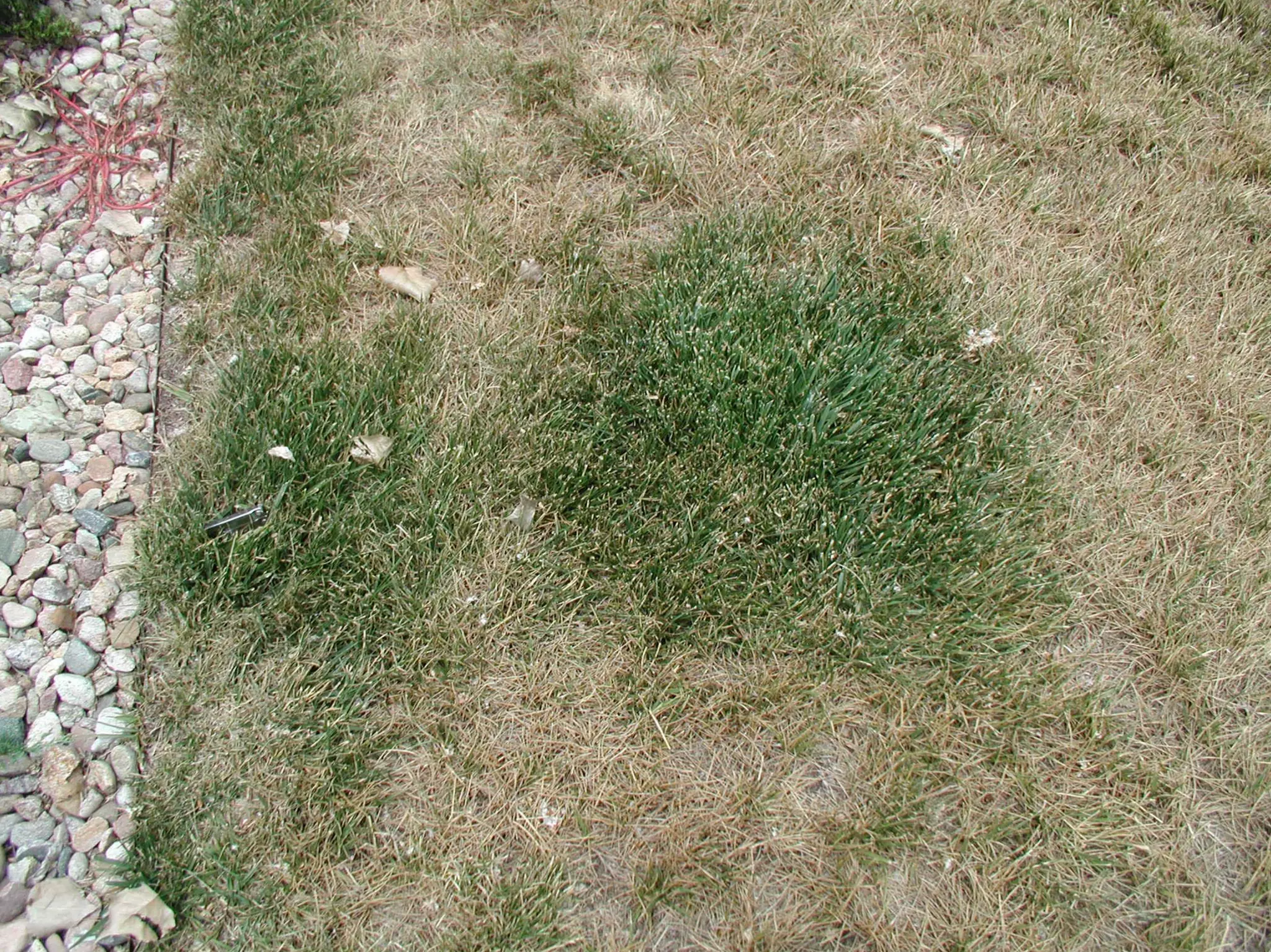 Turf Drough Tresistance