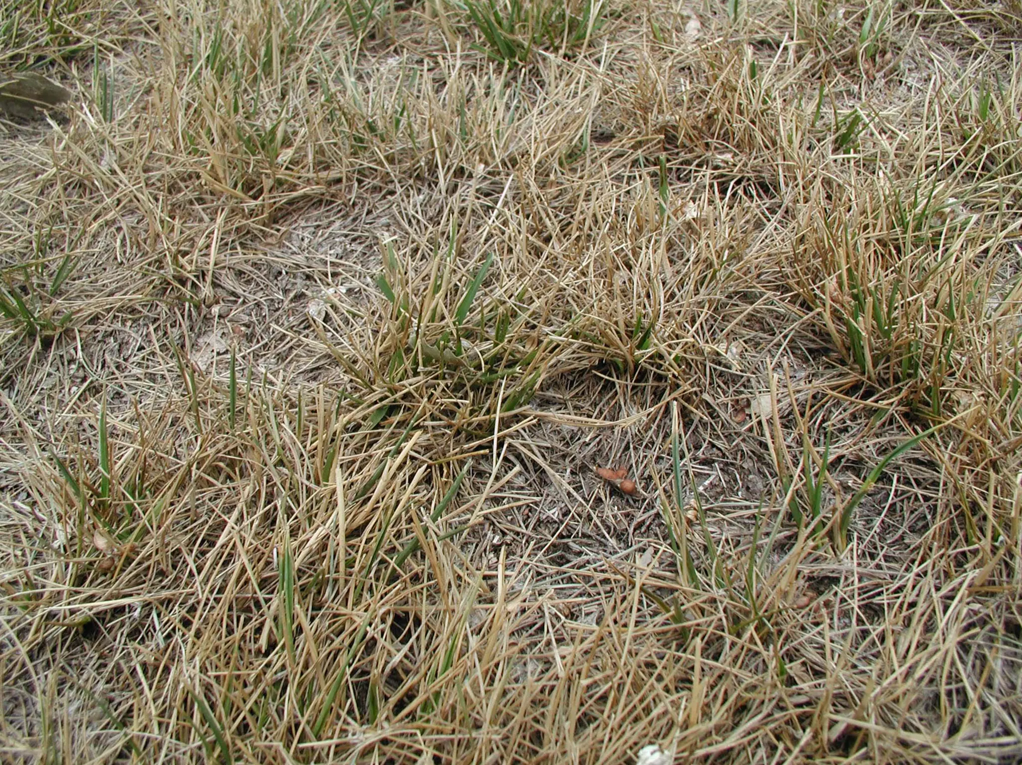 Turf Drough Tresistance