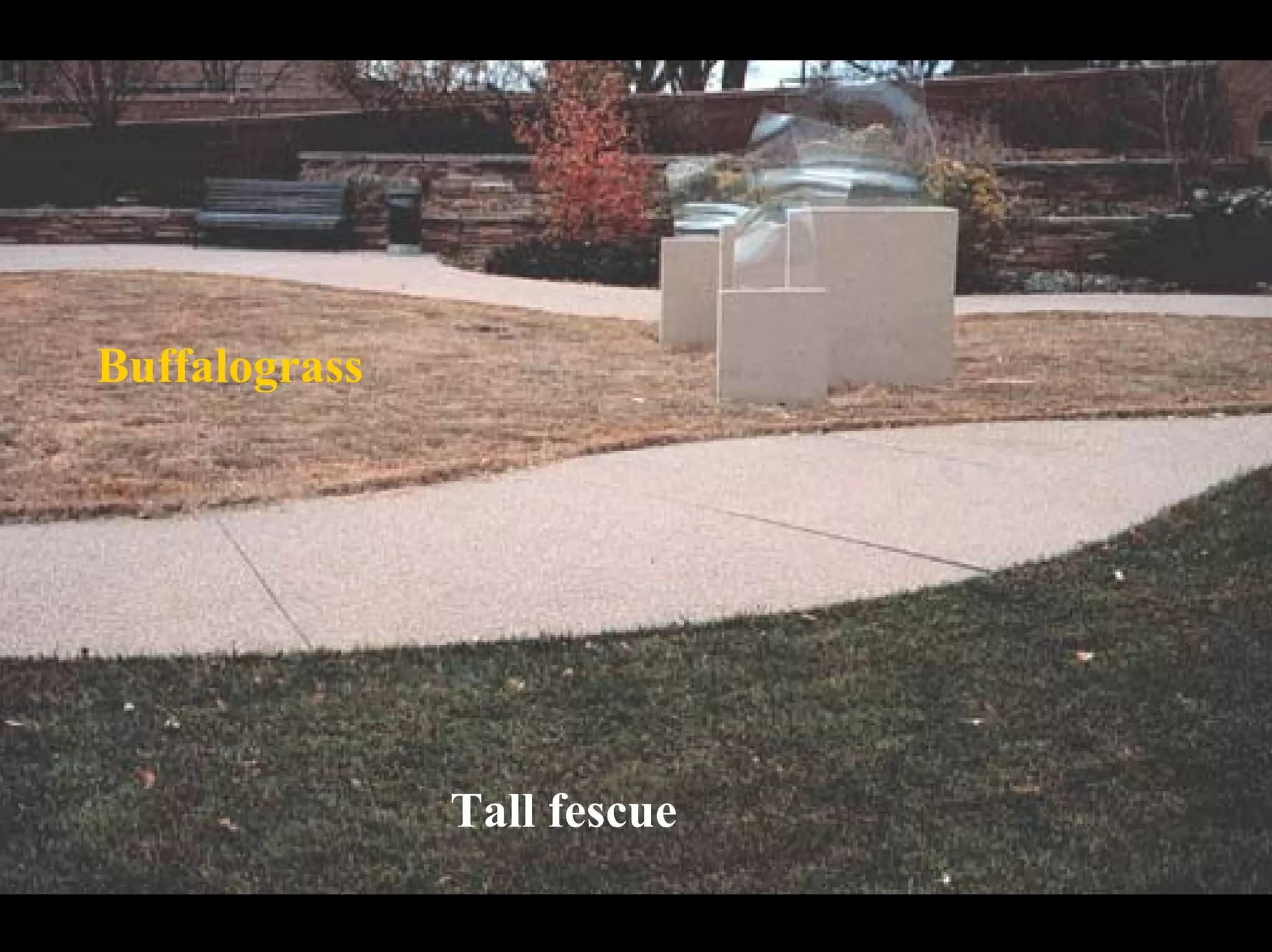 Turf Drough Tresistance