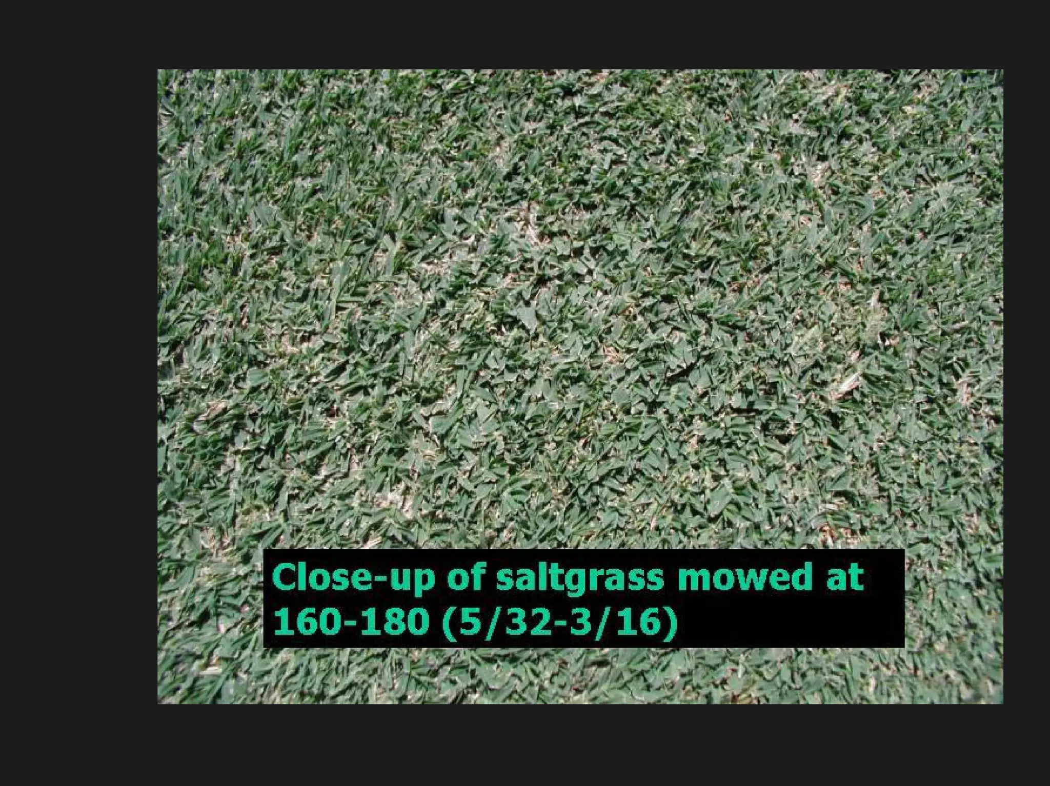 Turf Drough Tresistance