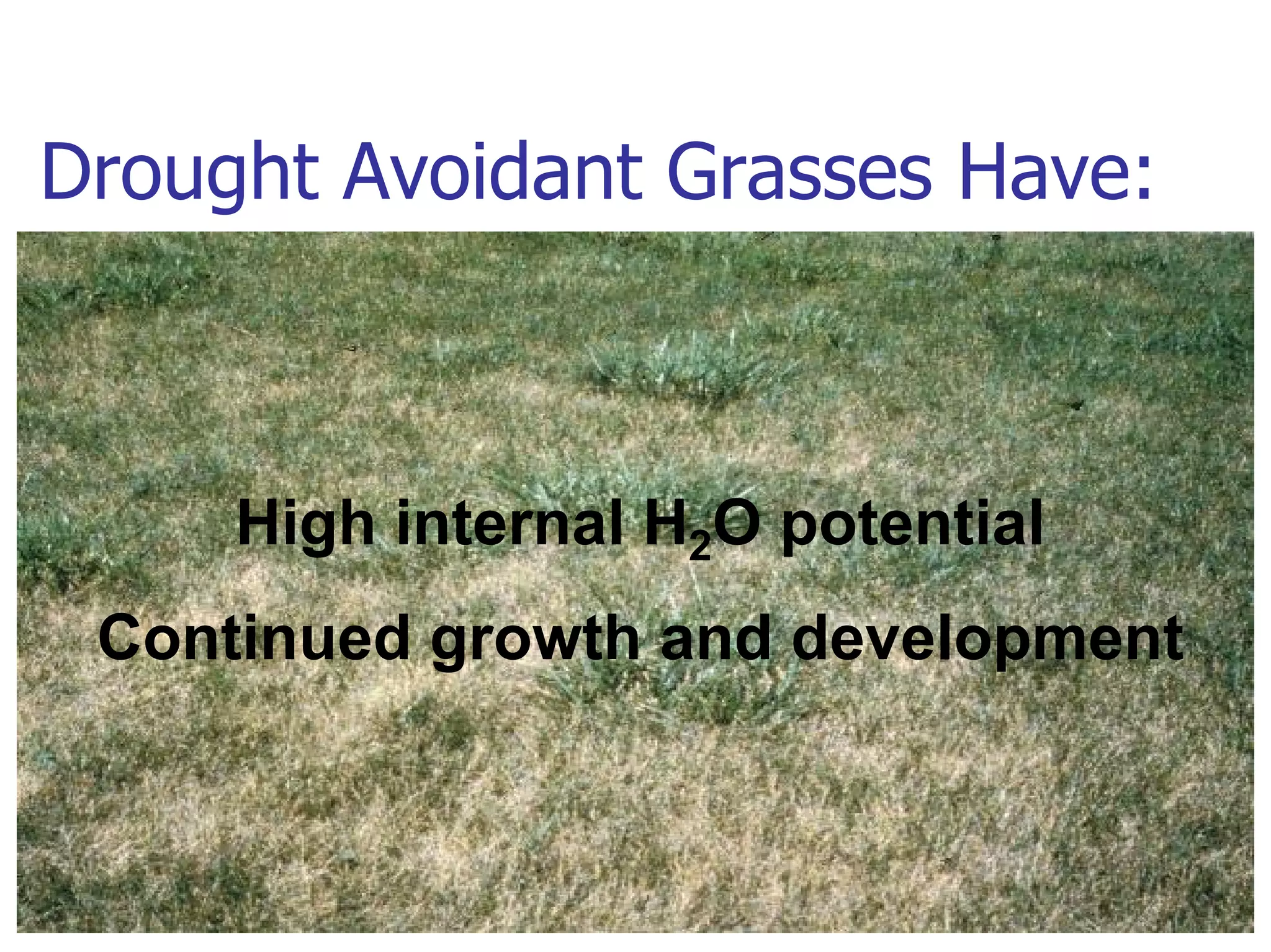 Turf Drough Tresistance