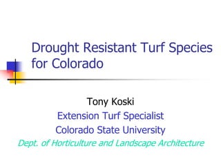 Drought Resistant Turf Species
   for Colorado

                Tony Koski
         Extension Turf Specialist
         Colorado State University
Dept. of Horticulture and Landscape Architecture