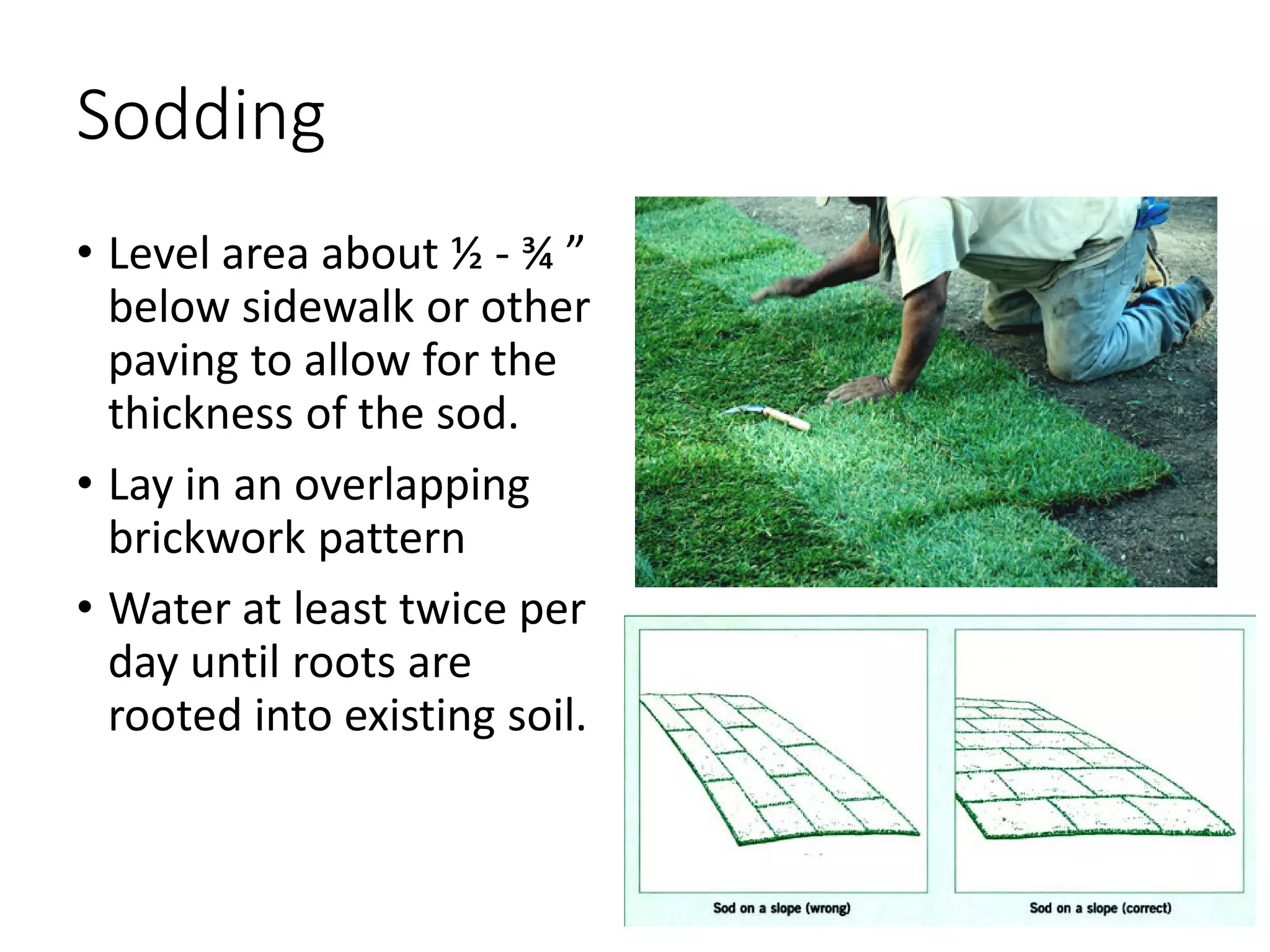Sodding
• Level area about ½ - ¾ ”
below sidewalk or other
paving to allow for the
thickness of the sod.
• Lay in an overlapping
brickwork pattern
• Water at least twice per
day until roots are
rooted into existing soil.
 