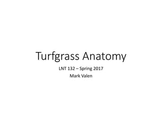 Turfgrass Anatomy
LNT 132 – Spring 2017
Mark Valen
 