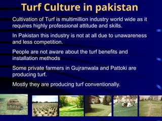 Turf Method Comprehensive Guide to Turf Management and Cultivation Techniques | PPT