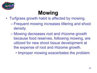 Turfgrass management and culture | PDF